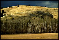 Trees and hills in late fall. Wyoming, USA