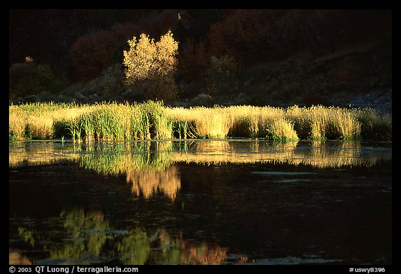 Grasses along the Snake River in late afternoon light. Wyoming, USA