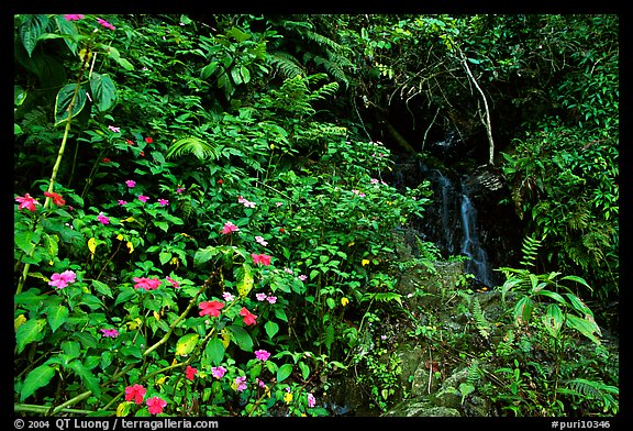 Flowers, lush foliage, and waterfall in rain forest, El Yunque, Carribean National Forest. Puerto Rico