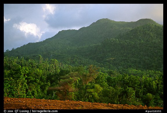 Forest-covered hill. Puerto Rico