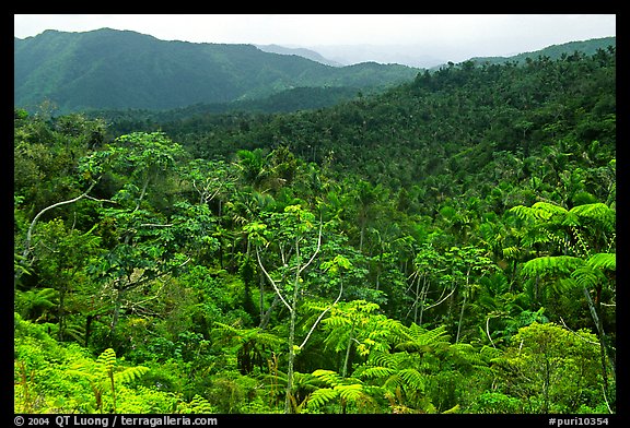 Tropical forest on hillsides. Puerto Rico