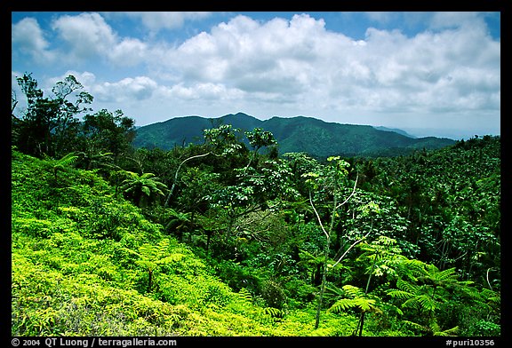 Tropical forest on hill. Puerto Rico