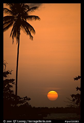 Palm tree at sunset, North East coast. Puerto Rico
