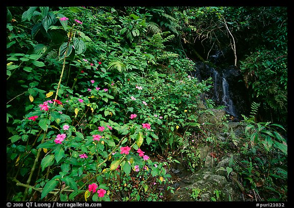 Flowers, lush foliage, and waterfall in rain forest, El Yunque, Carribean National Forest. USA (color)