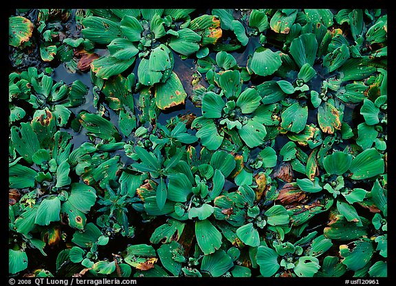 Water lettuce. Corkscrew Swamp, Florida, USA