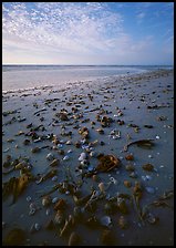Shells washed-up on shore, Sanibel Island. Florida, USA (color)