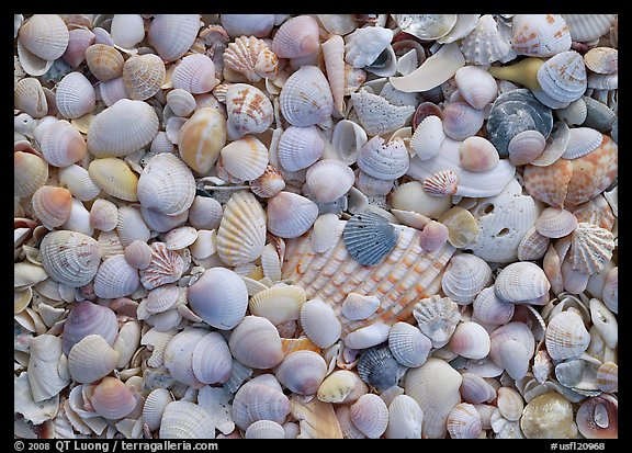 Close-up of shells with pastel colors, Sanibel Island. Florida, USA
