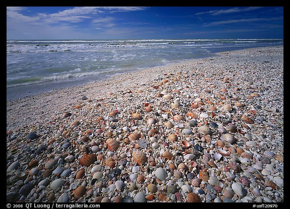 Beach covered with sea shells, sunrise, Sanibel Island. Florida, USA (color)