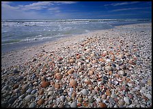 Beach covered with sea shells, sunrise. USA ( color)