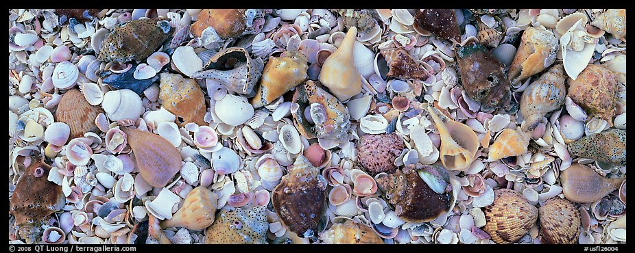 Beach close-up with seashells, Sanibel Island. Florida, USA (color)