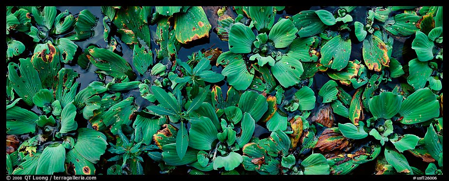Swamp aquatic plants close-up. Corkscrew Swamp, Florida, USA (color)