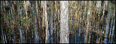 Swamp scenery with cypress. Corkscrew Swamp, Florida, USA (Panoramic color)