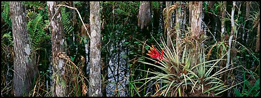 Bromeliad in swamp landscape. Corkscrew Swamp, Florida, USA (Panoramic color)