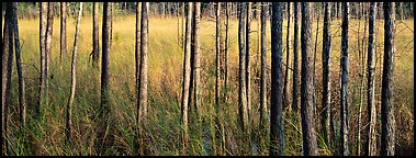 Landscape with trees and grasses. Corkscrew Swamp, Florida, USA (Panoramic color)