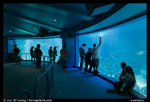 Aquarium, Walt Disney World. Orlando, Florida, USA (color)