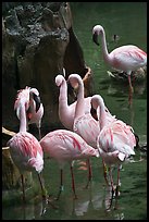 Pink flamingos, Animal Kingdom Theme Park, Walt Disney World. Orlando, Florida, USA