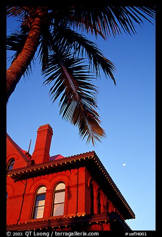 Red house and palm tree. Key West, Florida, USA