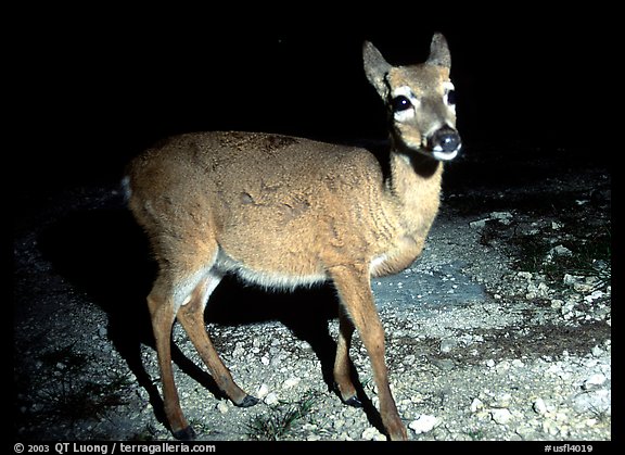 Endangered Key Deer at night, Big Pine Key. The Keys, Florida, USA