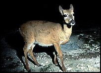 Endangered Key Deer at night, Big Pine Key. The Keys, Florida, USA