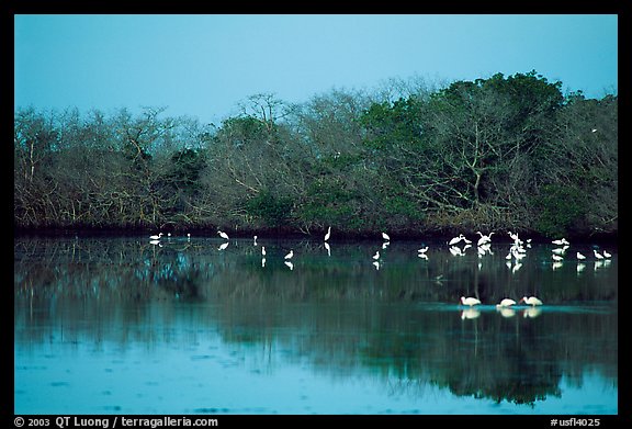 Pond with wading birds, Ding Darling NWR, Sanibel Island. Florida, USA (color)