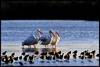 Pelicans dwarf other wading birds, Ding Darling NWR. Florida, USA