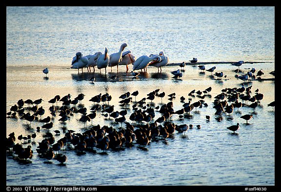 Large gathering of birds, Ding Darling National Wildlife Refuge, Sanibel Island. Florida, USA (color)