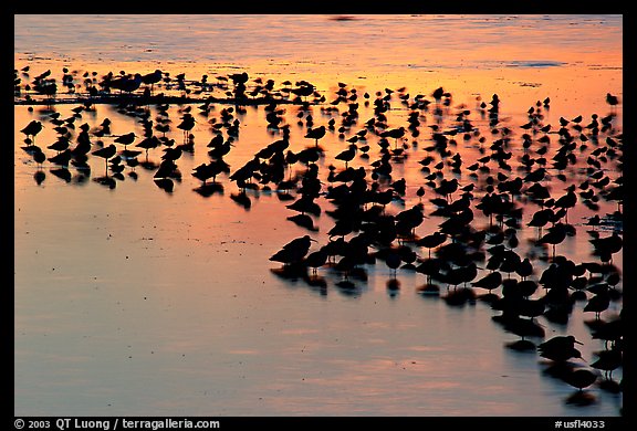 Flock of birds with sunset colors reflected, Ding Darling NWR, Sanibel Island. Florida, USA (color)