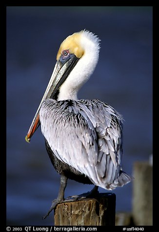 Pelican perched on pilar, Sanibel Island. Florida, USA