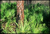 Pine trunk and palmeto. Corkscrew Swamp, Florida, USA ( color)
