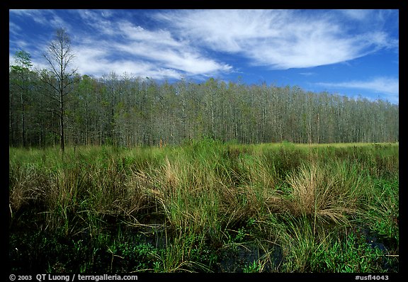 Sawgrass and cypress dome. Corkscrew Swamp, Florida, USA