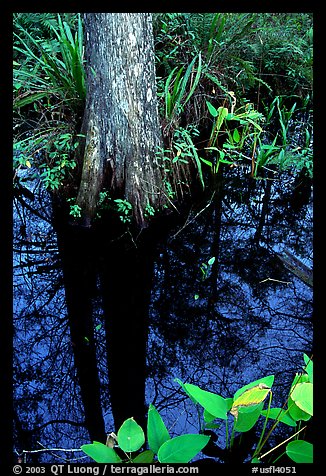 Large cypress reflected in swamp. Florida, USA