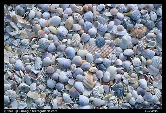 Shells washed on shore, Sanibel Island. Florida, USA (color)