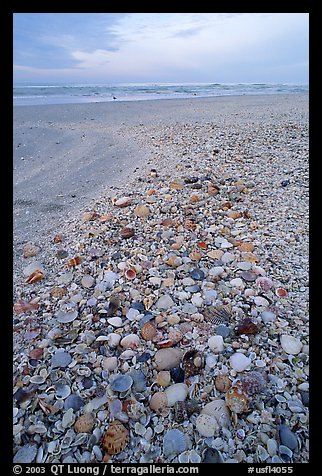 Beach covered with sea shells, sunrise. Sanibel Island, Florida, USA