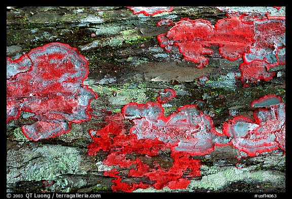 Red lichen detail, Loxahatchee NWR. Florida, USA (color)
