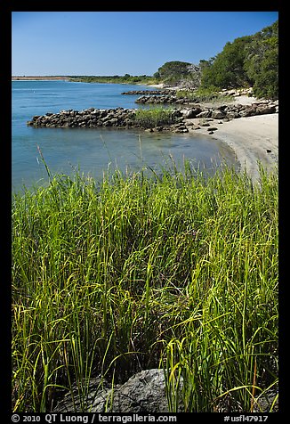 Grasses and  Matanzas River, Fort Matanzas National Monument. St Augustine, Florida, USA
