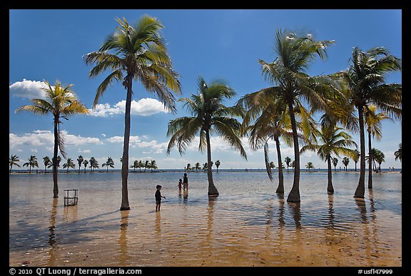 Family walking amongst palm trees,  Matheson Hammock Park, Coral Gables. Florida, USA (color)
