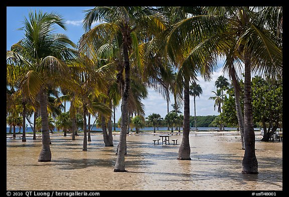Flooded grove of palms and picnic table  Matheson Hammock Park. Coral Gables, Florida, USA (color)