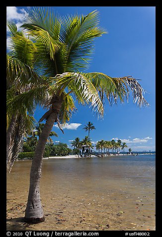 Palm trees and pond,  Matheson Hammock Park, Coral Gables. Florida, USA (color)