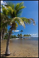 Palm trees and pond,  Matheson Hammock Park. Coral Gables, Florida, USA