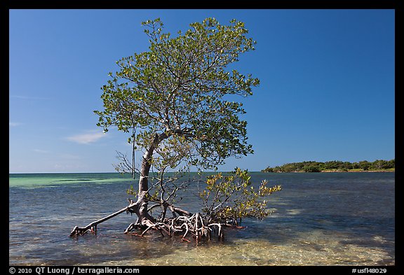 Red Mangrove growing in water, West Summerland Key. The Keys, Florida, USA
