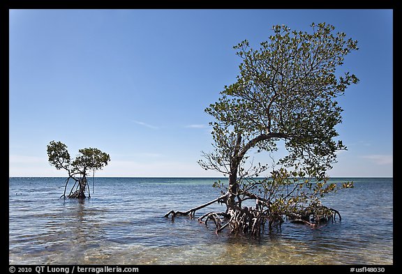 Two red mangrove trees, West Summerland Key. The Keys, Florida, USA