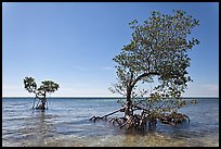 Two red mangrove trees, West Summerland Key. The Keys, Florida, USA