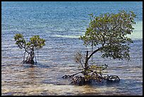 Mangroves and coral, West Summerland Key. The Keys, Florida, USA