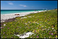 Dune vegetation, Sandspur Beach, Bahia Honda State Park. The Keys, Florida, USA (color)