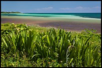 Plants and colorful Atlantic waters, Bahia Honda State Park. The Keys, Florida, USA