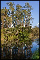 Cypress reflected in channel along Tamiami Trail, Big Cypress National Preserve. Florida, USA (color)