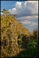 Bald Cypress and afternoon clouds, Big Cypress National Preserve. Florida, USA