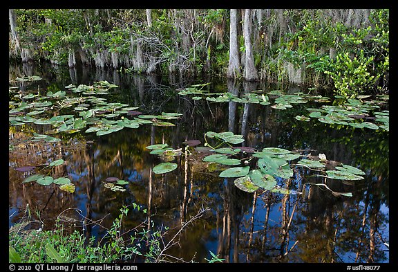 Aquatic plants and reflections, Big Cypress National Preserve. Florida, USA