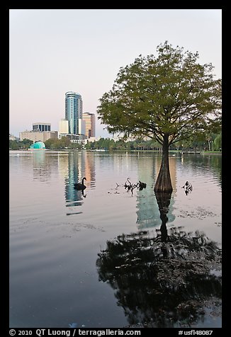 Bald Cypress tree in Lake Eola and high rise buildings. Orlando, Florida, USA (color)