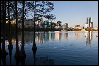 Bald Cypress and skyline, Sumerlin Park. Orlando, Florida, USA (color)